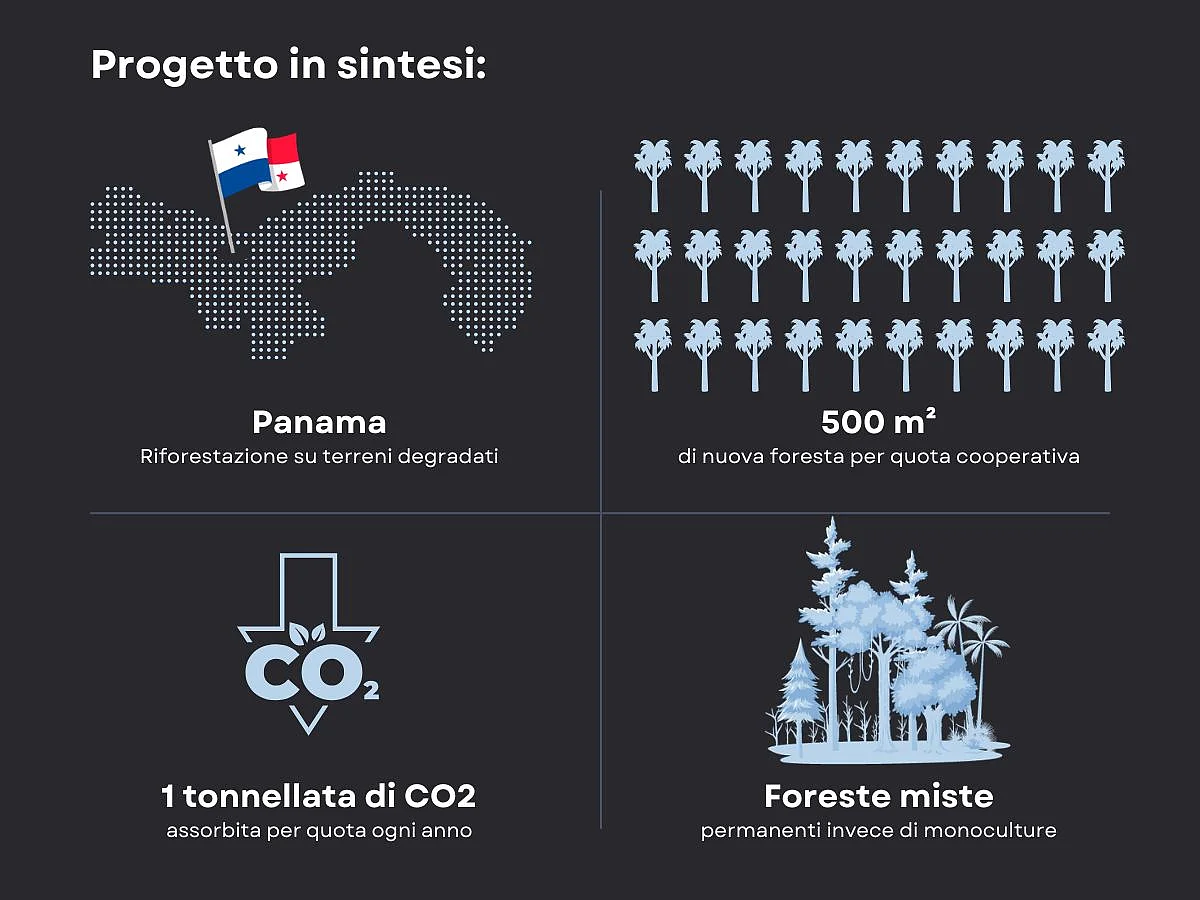 Generation Forest Graphic IT